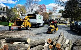 Best Lot and Land Clearing  in Vamo, FL